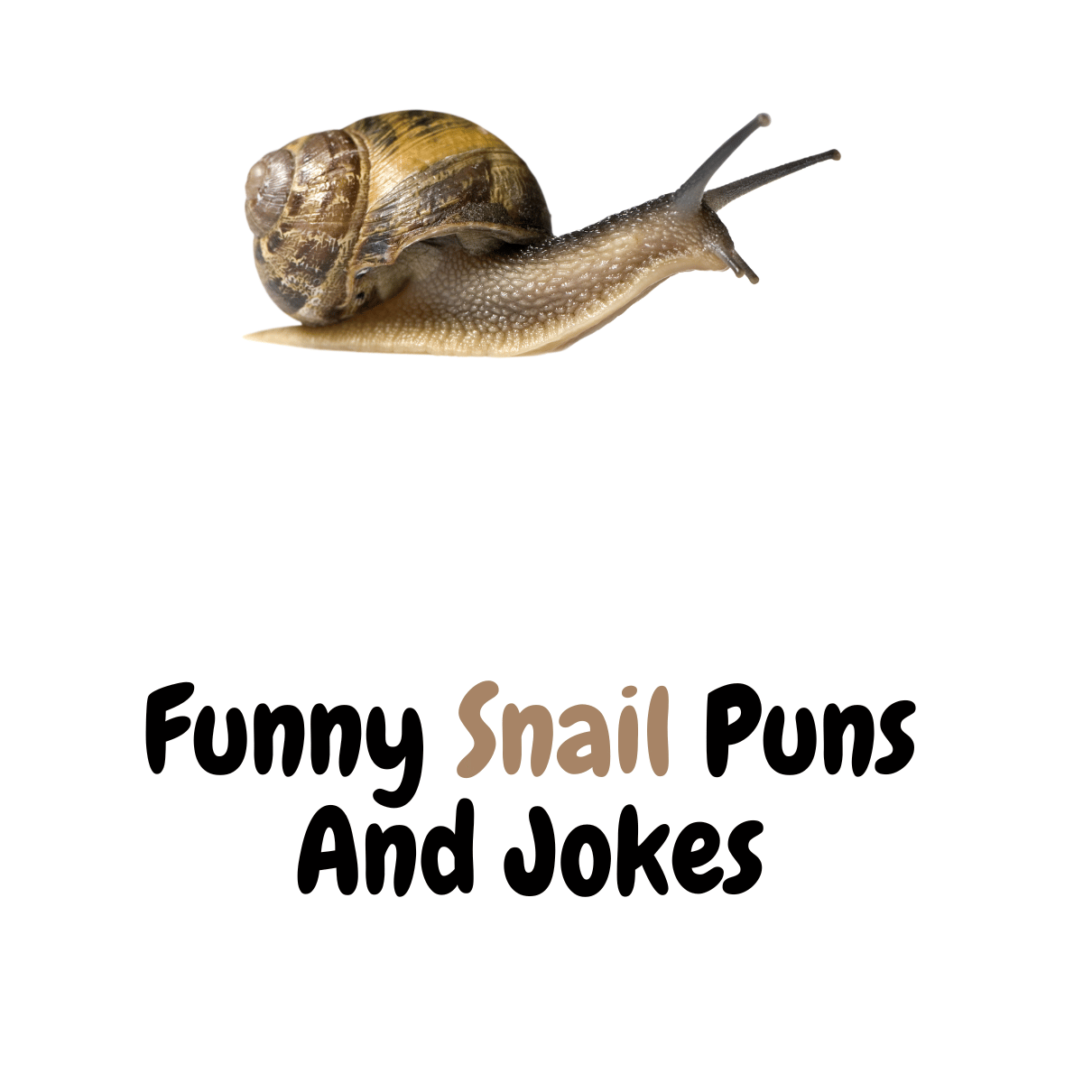 Funny Snail Puns And Jokes