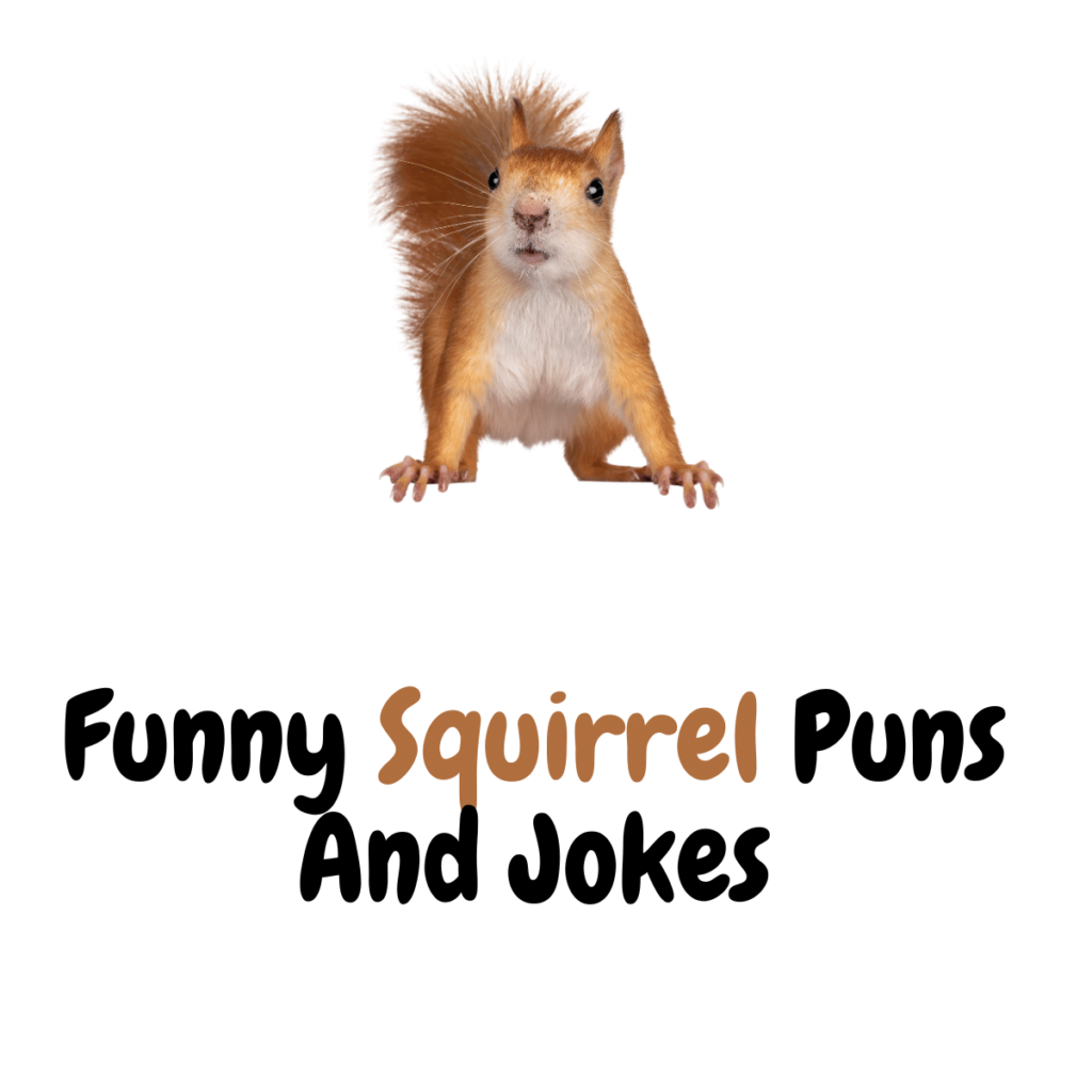 160 Funny Squirrel Puns And Jokes For Hilarious Moments