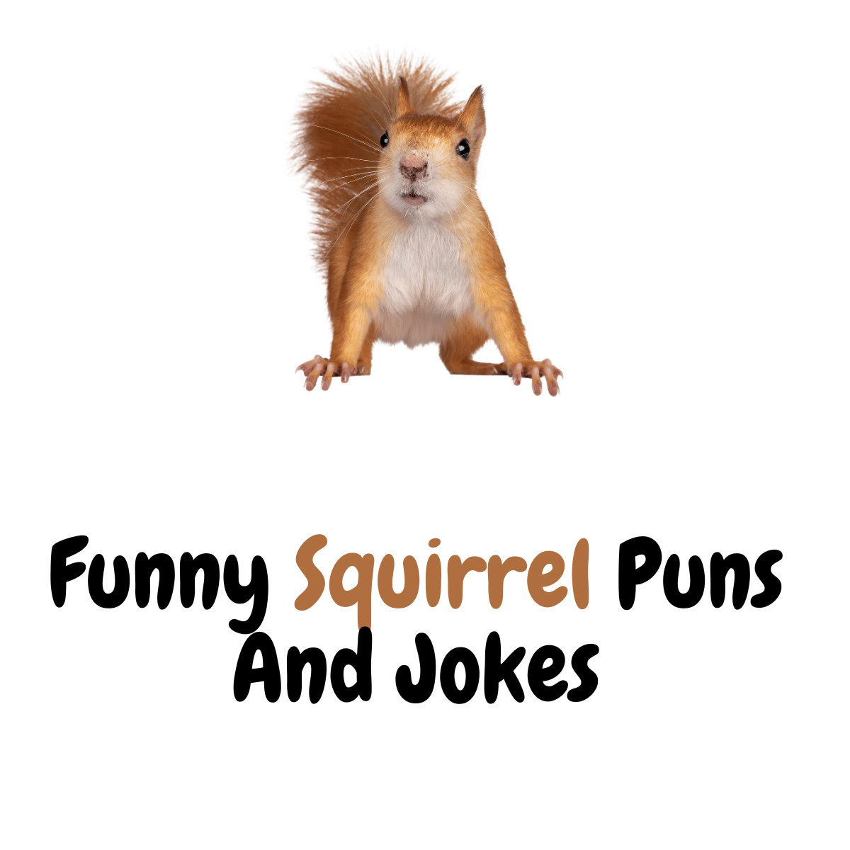 Funny Squirrel Puns And Jokes