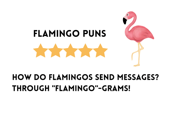 Funny Flamingo puns