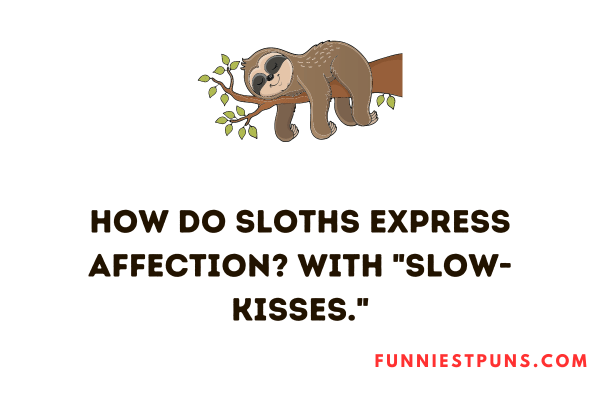 Funny Sloth Puns