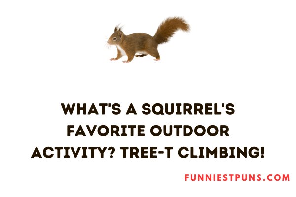 Funny Squirrel Puns