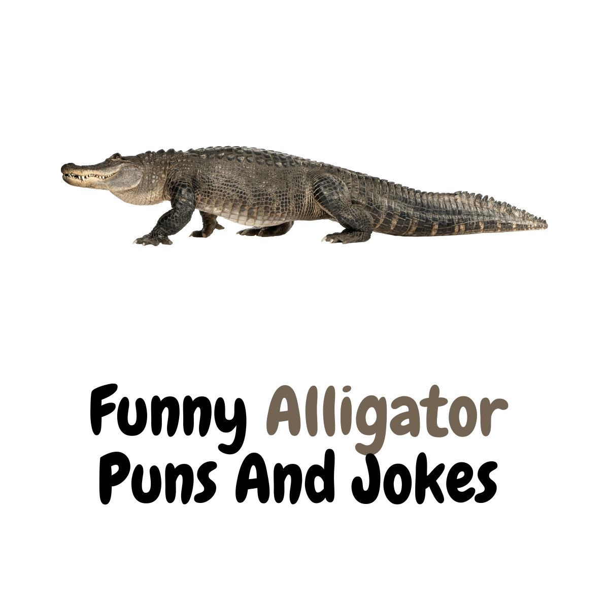 Funy Crocodile