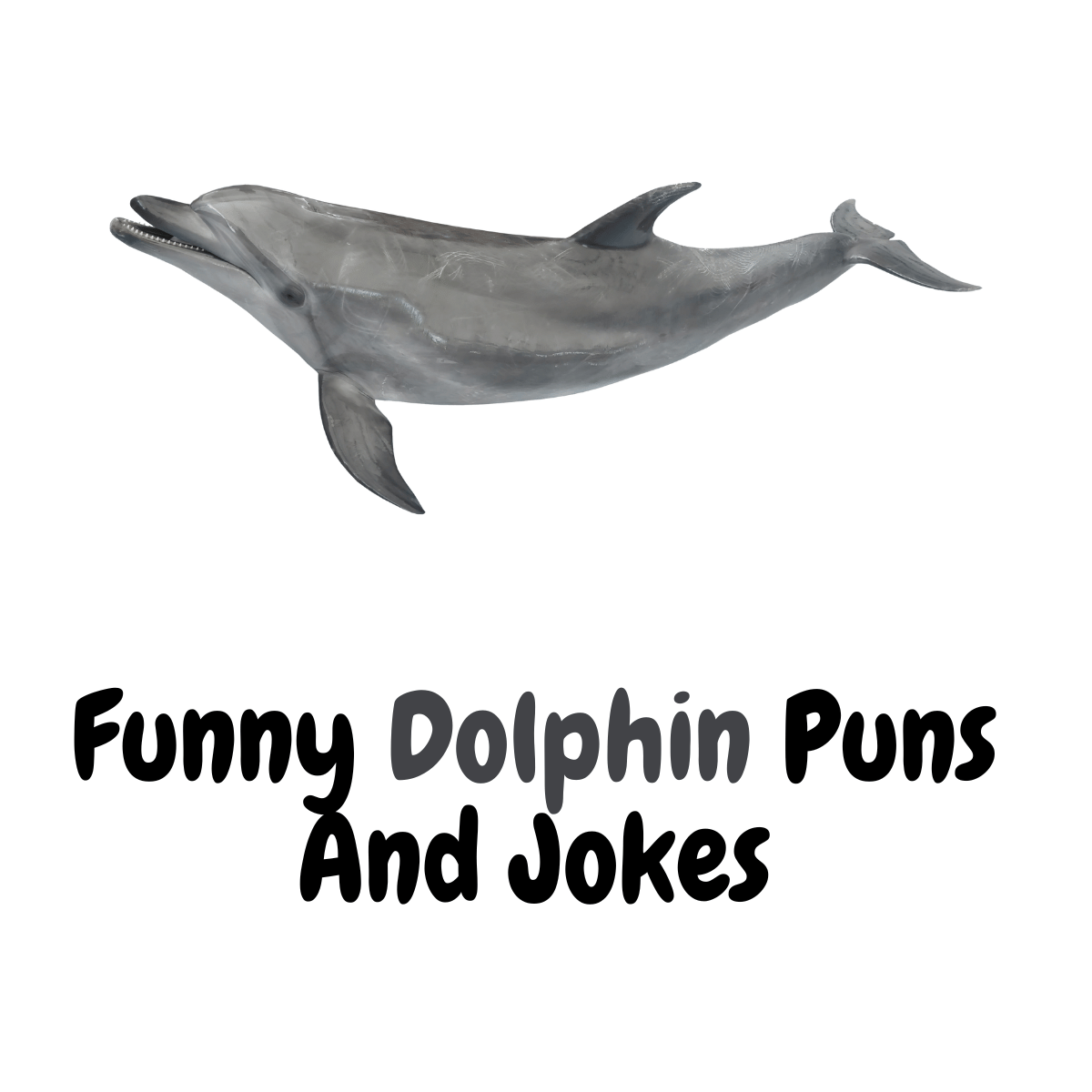 Funny Dolphin Puns And Jokes