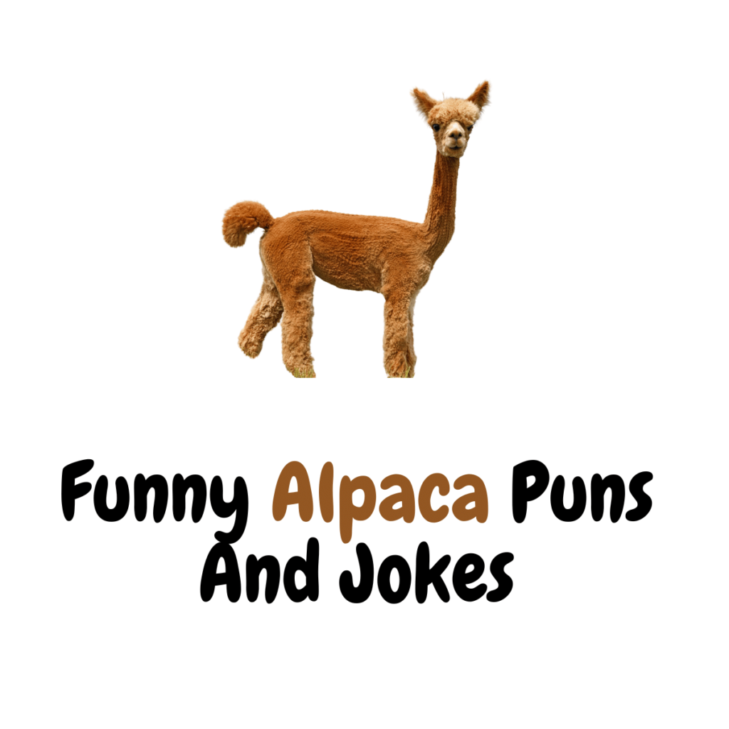 90 Hilarious Funny Alpaca Puns And Jokes Funniest Puns 8583