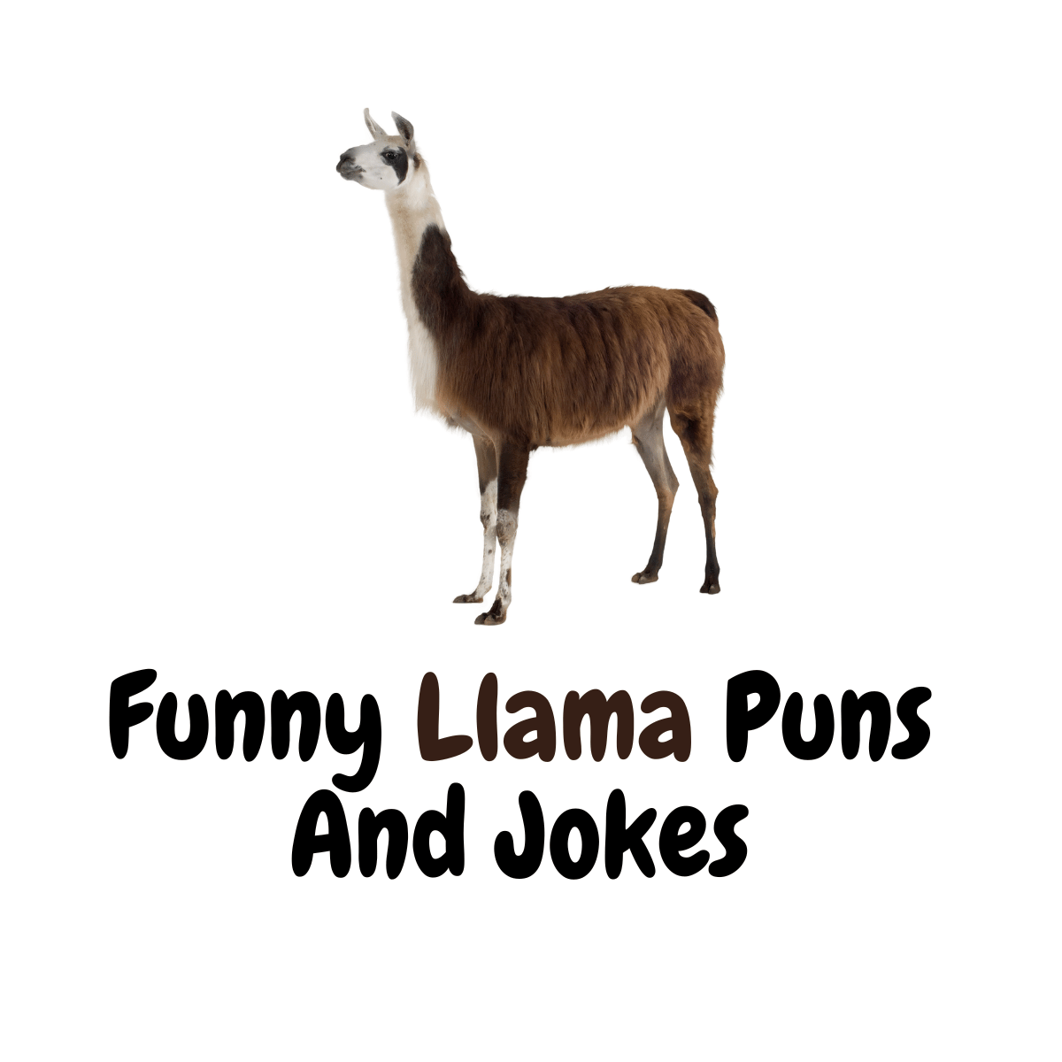 Funny Llama Puns And Jokes