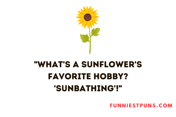 Funny Sunflower puns