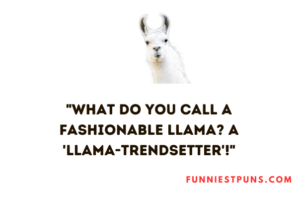 Funny llama puns