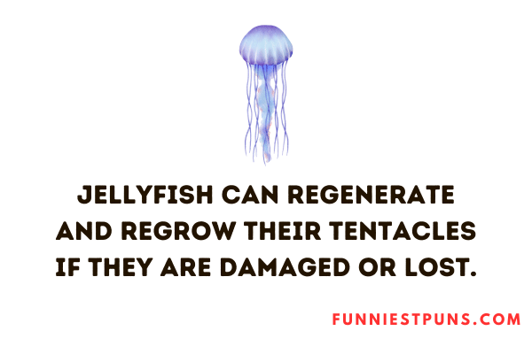 Jellyfish fun facts