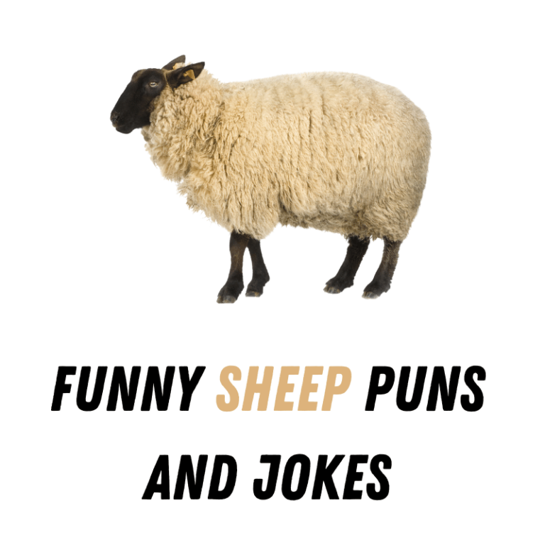 90+ Funny Sheep Puns And Jokes - Funniest Puns