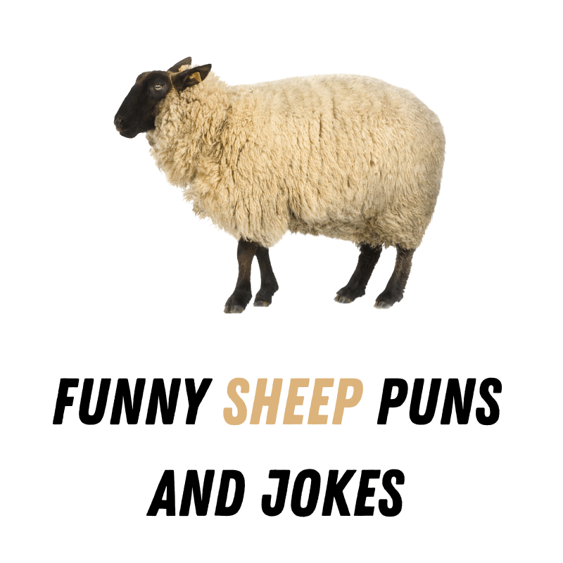 Funny Sheep Puns And Jokes