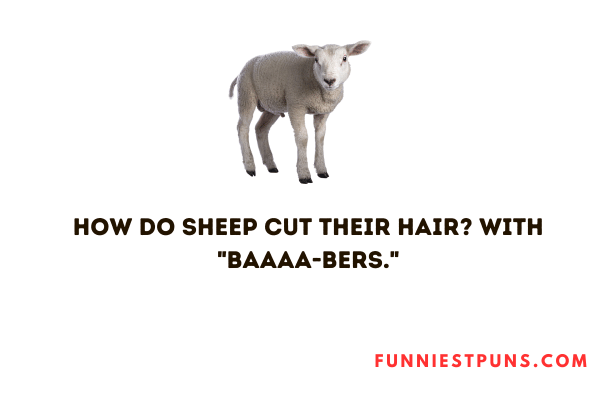 Funny Sheep Puns