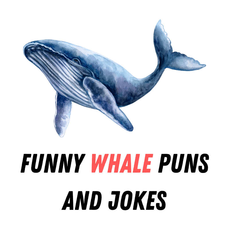 90+ Funny Whale Puns And Jokes: Whalecome to the Giggle Ocean