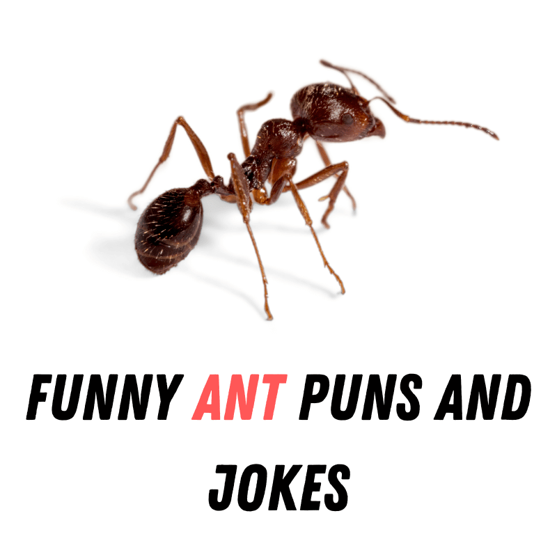 90+ Funny Ant Puns And Jokes: Ant-astic Humor