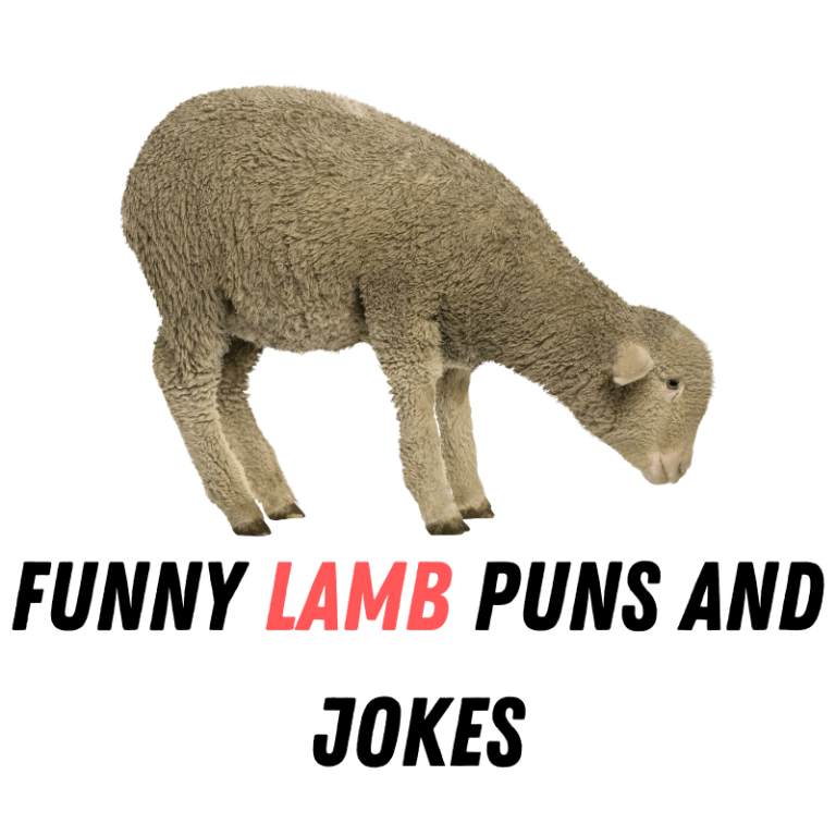 Funny Lamb Puns And Jokes