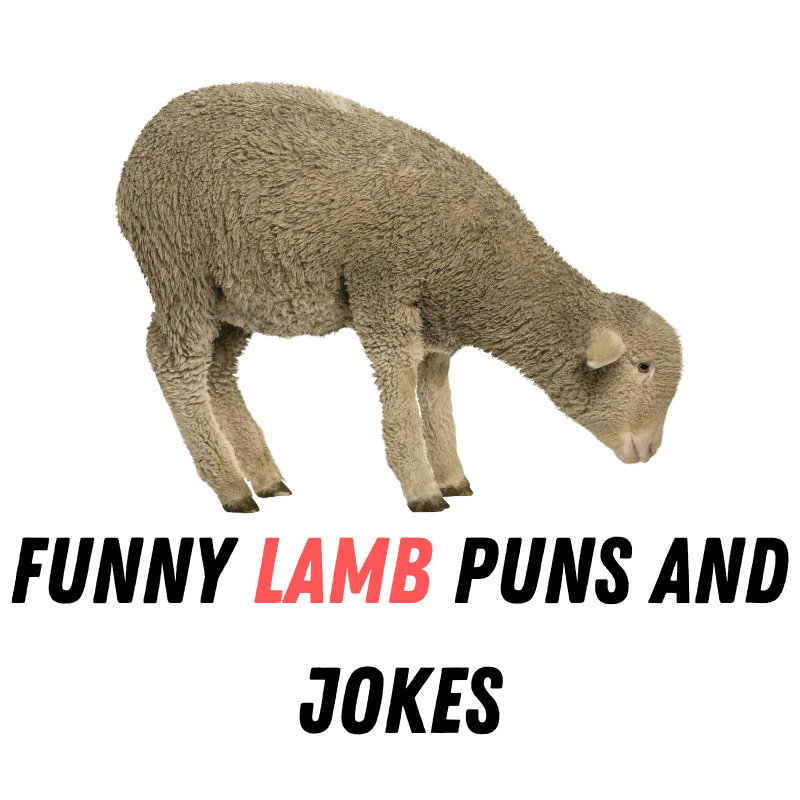 Funny lamb Puns And Jokes