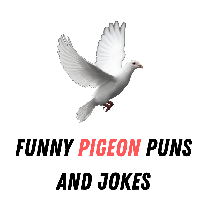Funny pigeon Puns And Jokes