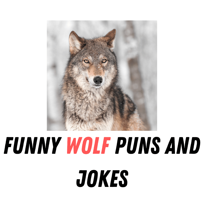 Funny wolf Puns And Jokes1