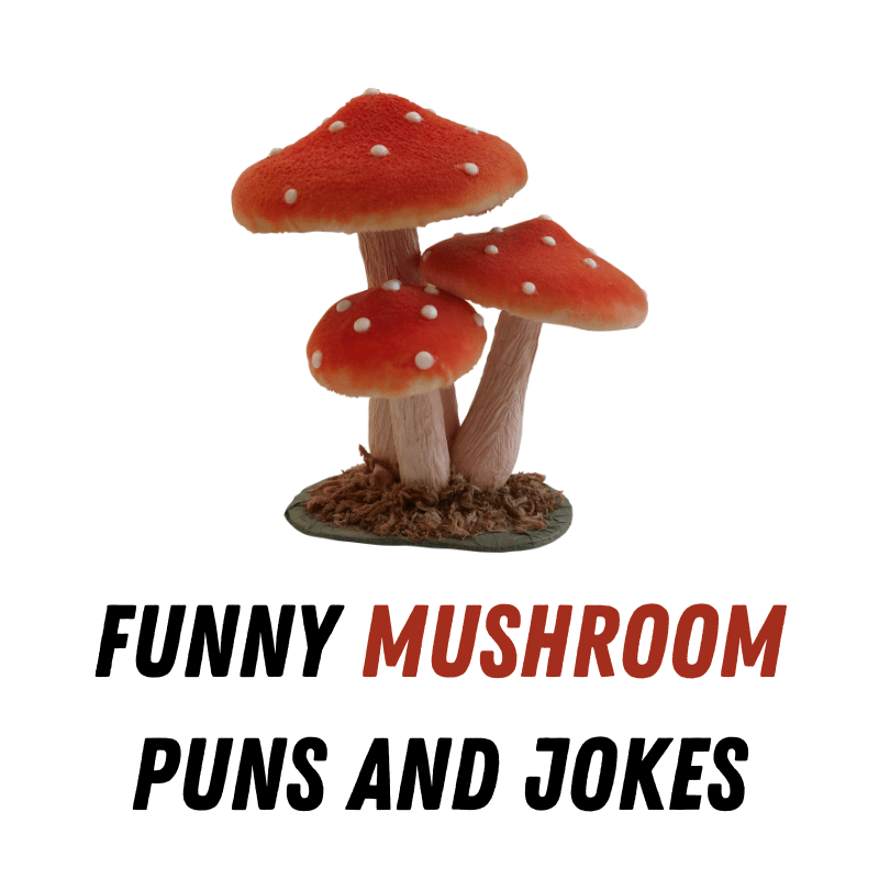 Funny Mushroom Puns And Jokes