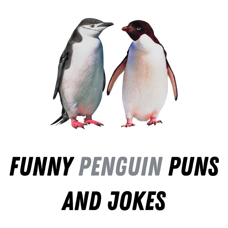 90+ Funny Penguin Puns And Jokes: Slide into Laughter