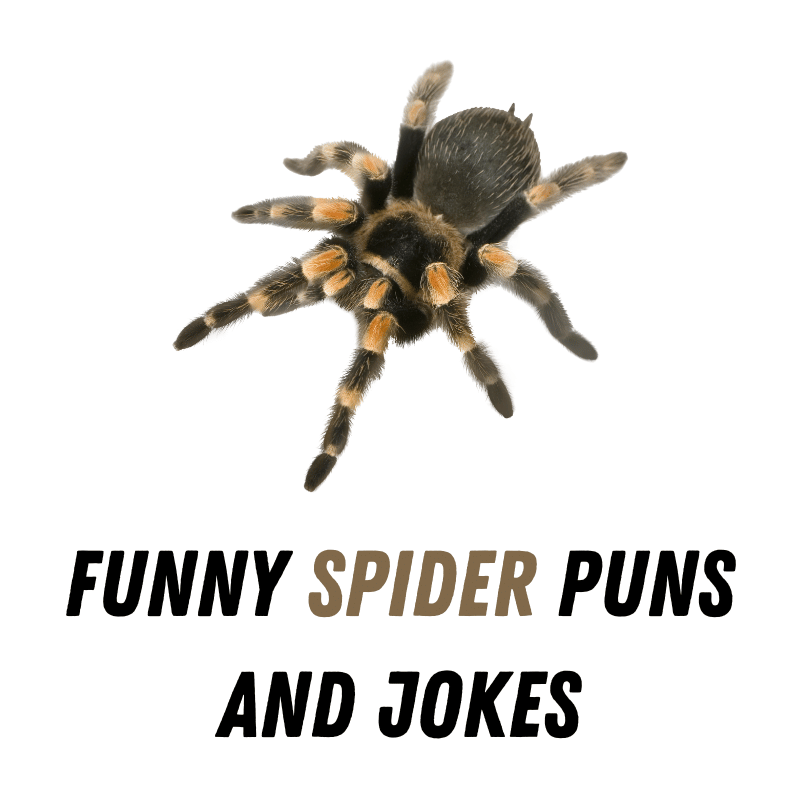 120+ Funny Spider Puns And Jokes: Laughing in the Web