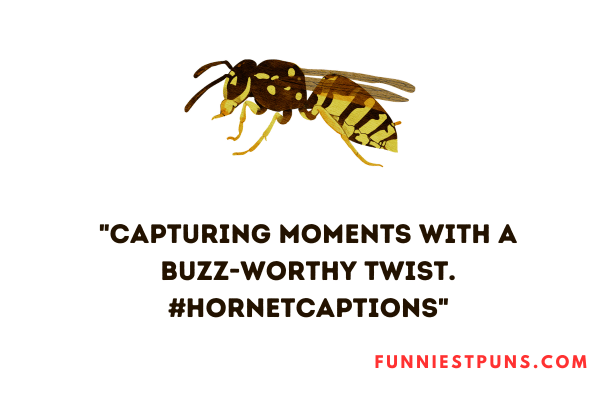 Hornet Puns Caption