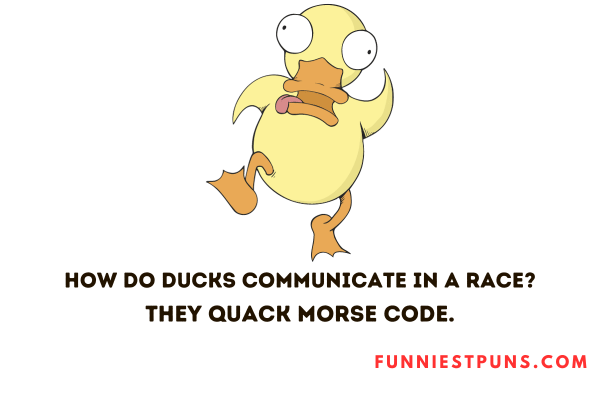 Funny Duck Puns