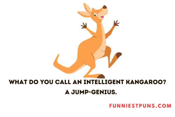 Funny Kangaroo Puns
