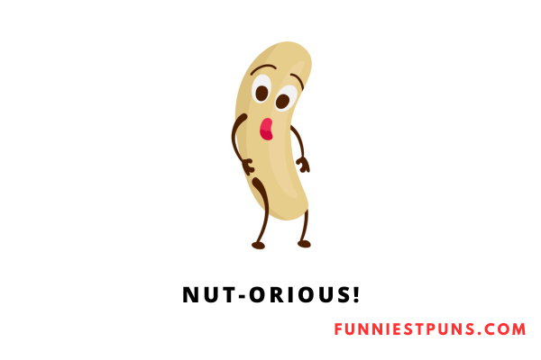 Funny Nut Puns