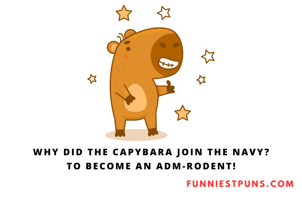 Funny Capybara Puns