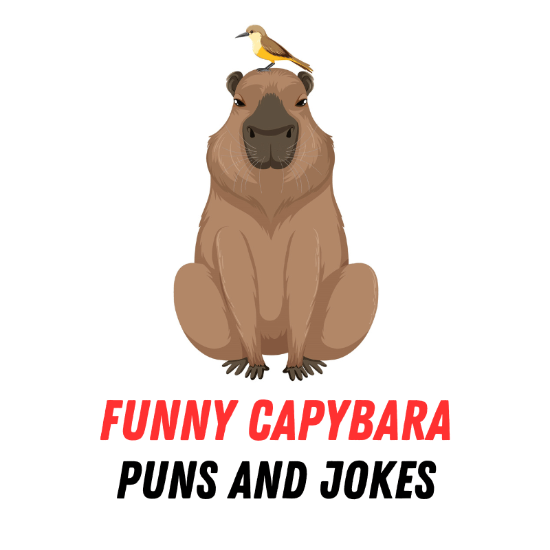 70+ Funny Capybara Puns and Jokes